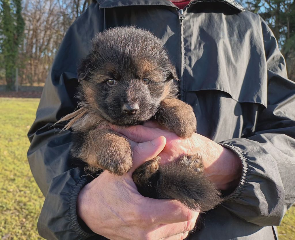 De L'Airial De Chênes - Chiot disponible  - Berger Allemand Poil Long