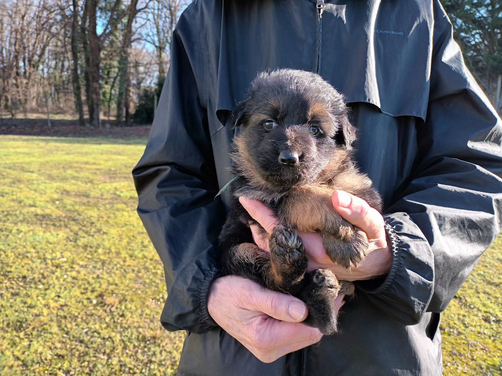 De L'Airial De Chênes - Chiot disponible  - Berger Allemand Poil Long