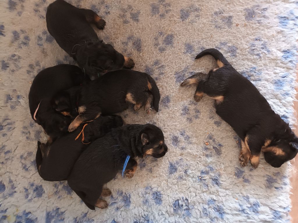 chiot Berger Allemand Poil Long De L'Airial De Chênes