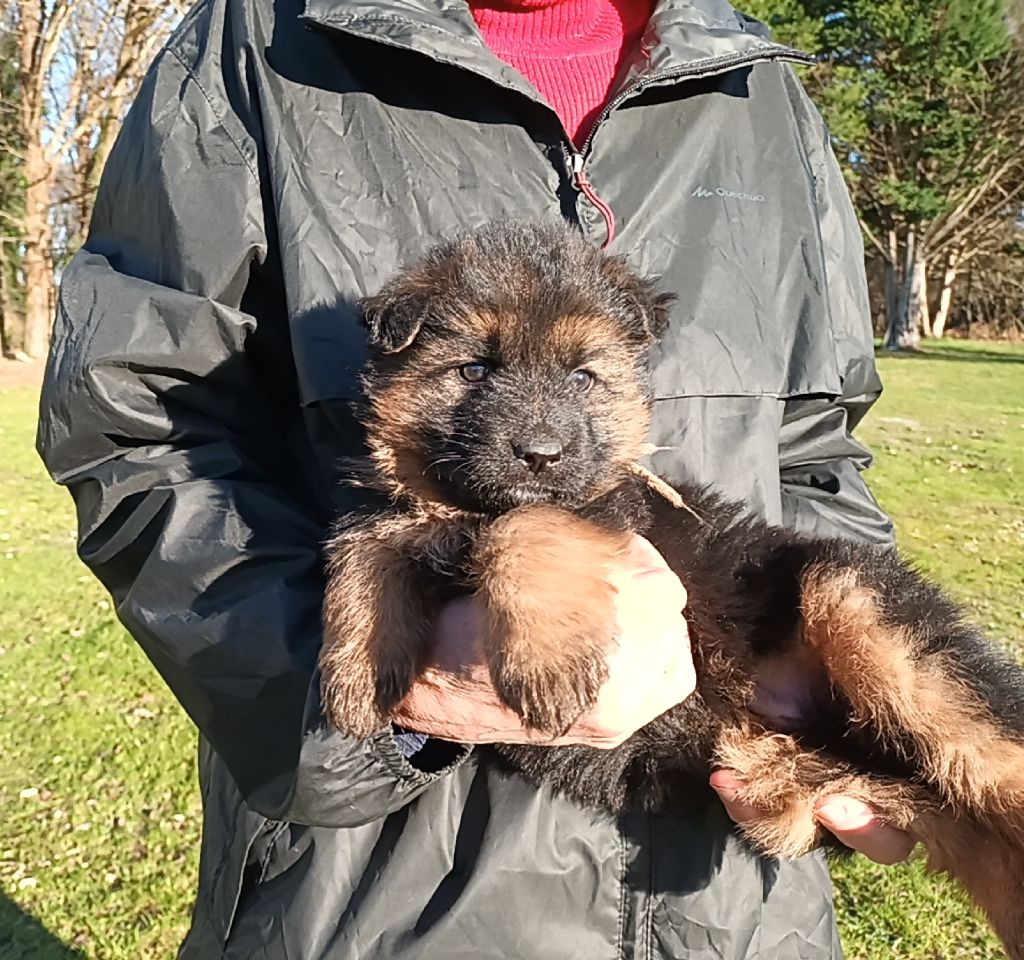 De L'Airial De Chênes - Chiot disponible  - Berger Allemand Poil Long