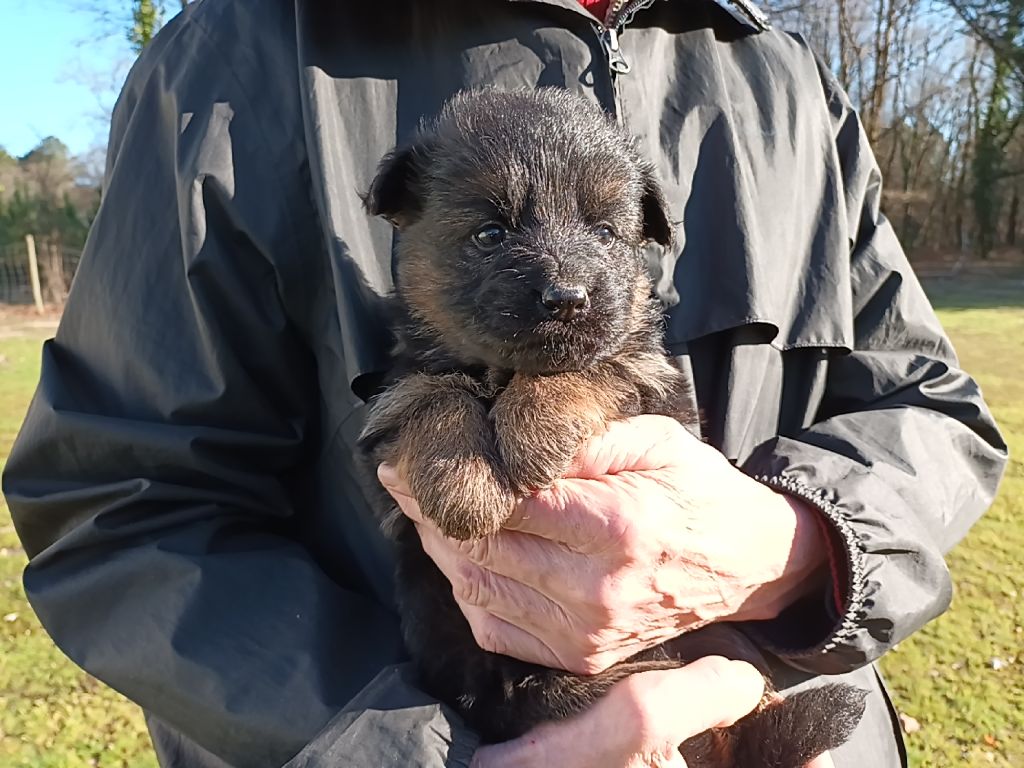 De L'Airial De Chênes - Chiot disponible  - Berger Allemand Poil Long