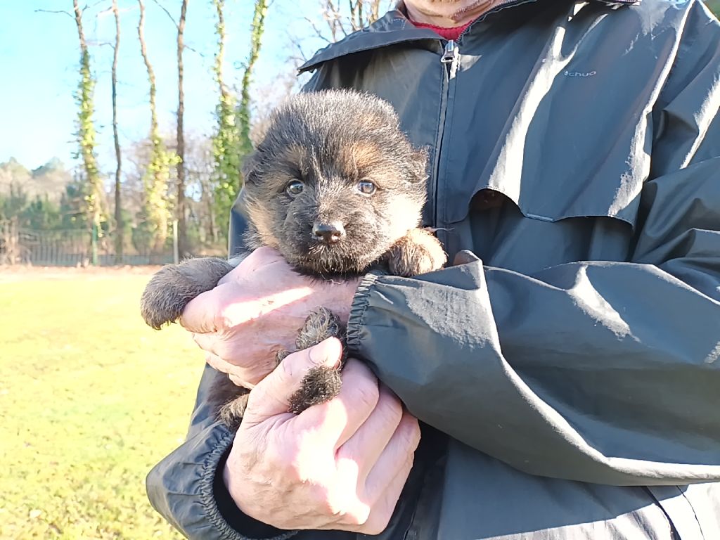 De L'Airial De Chênes - Chiot disponible  - Berger Allemand Poil Long