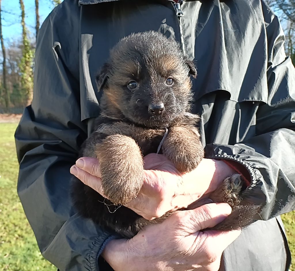 De L'Airial De Chênes - Chiot disponible  - Berger Allemand Poil Long