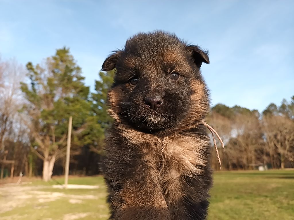 De L'Airial De Chênes - Chiot disponible  - Berger Allemand Poil Long