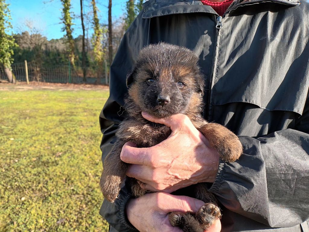 De L'Airial De Chênes - Chiot disponible  - Berger Allemand Poil Long