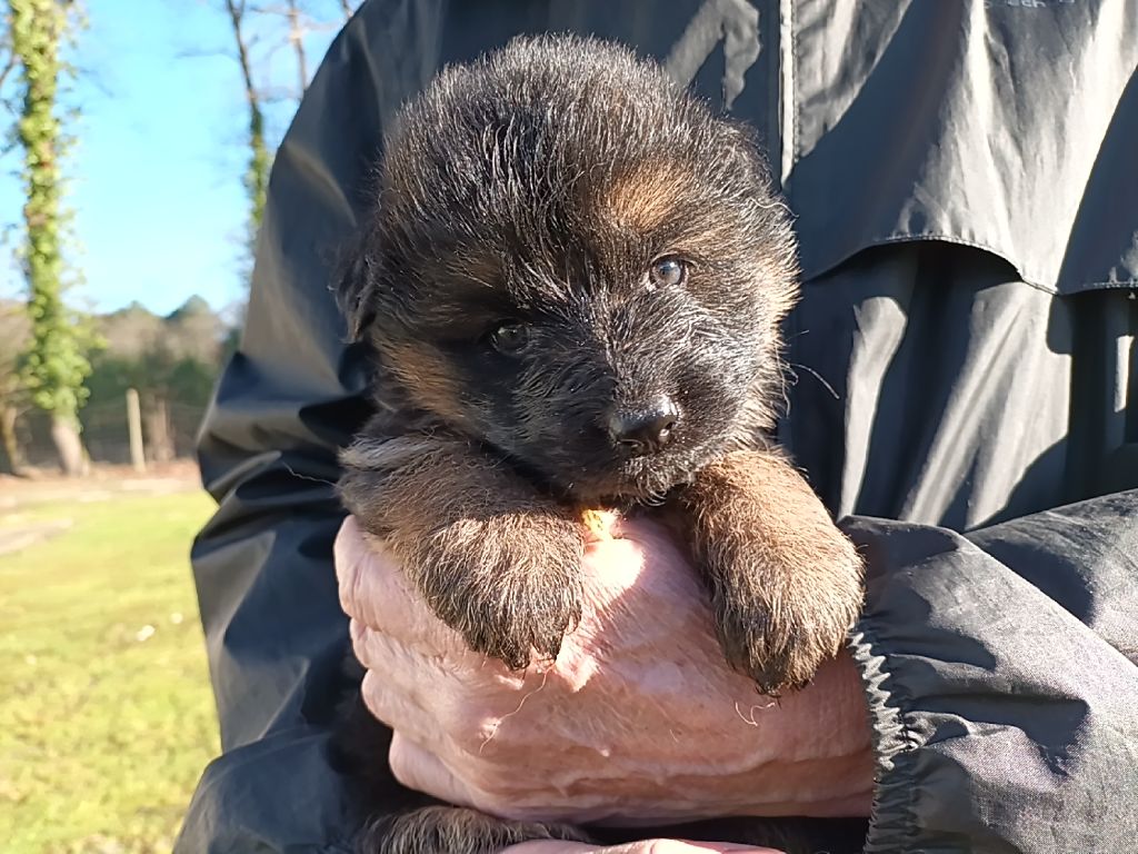 De L'Airial De Chênes - Chiot disponible  - Berger Allemand Poil Long