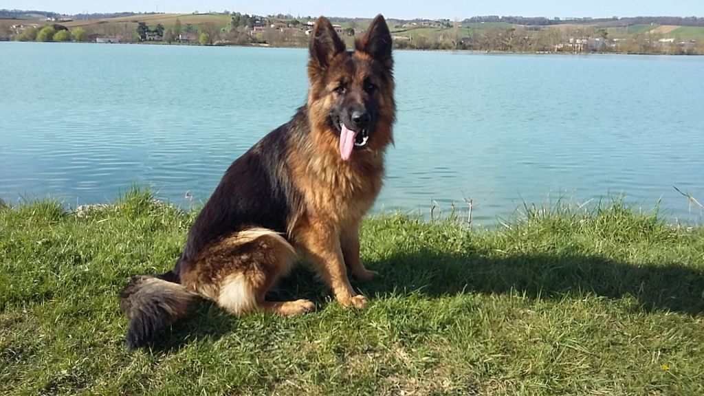 Nayka De L'Airial De Chênes