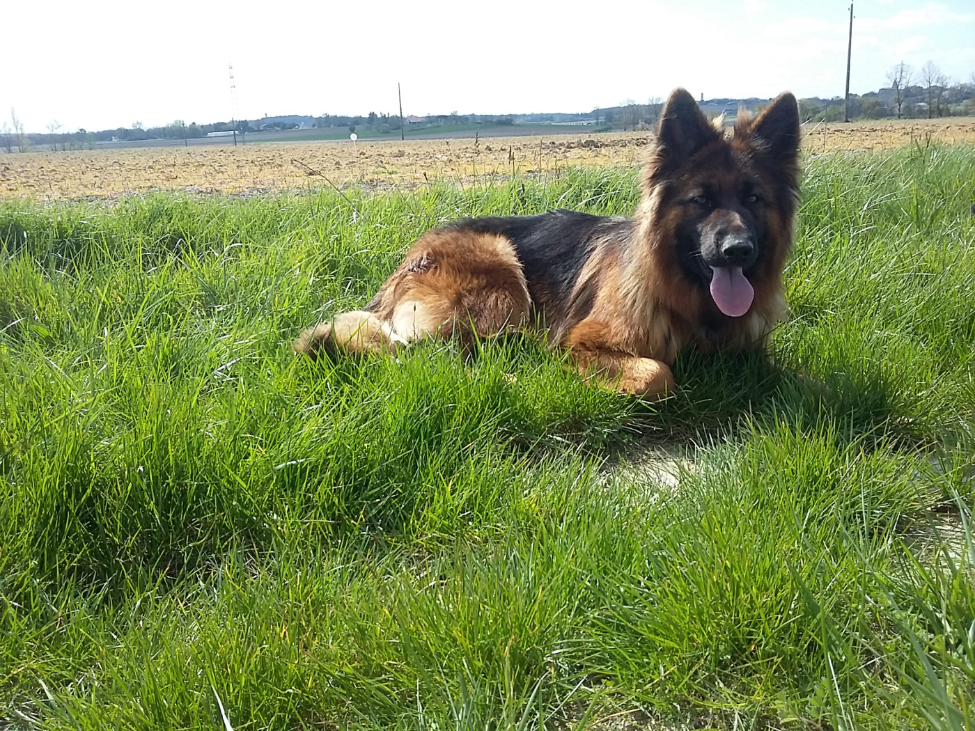 Tsunami à l élevage.