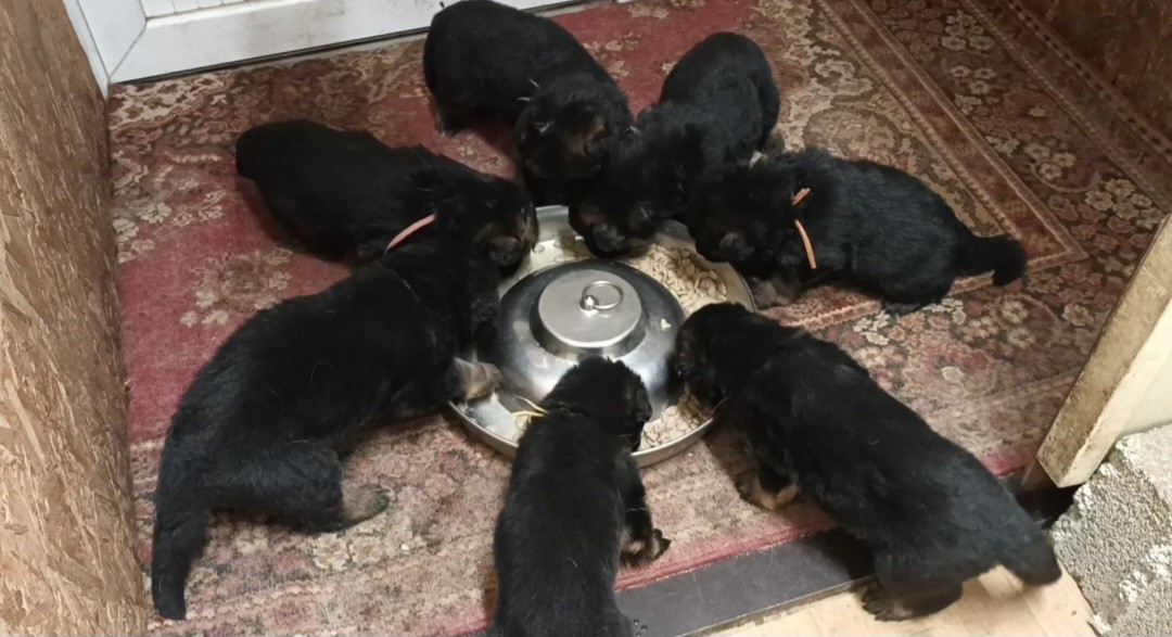 Nicky et ses bébés