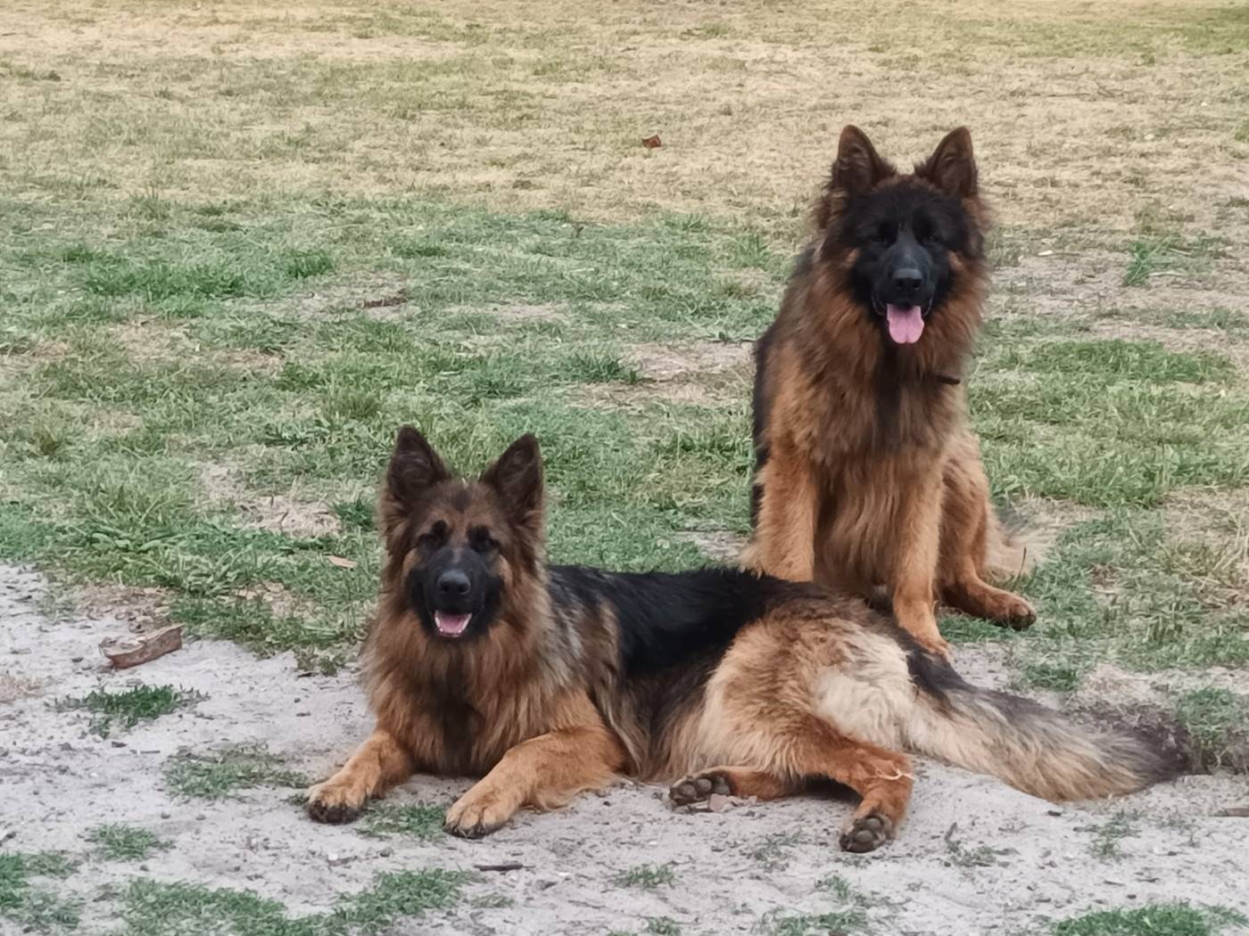 Texane et ses petits