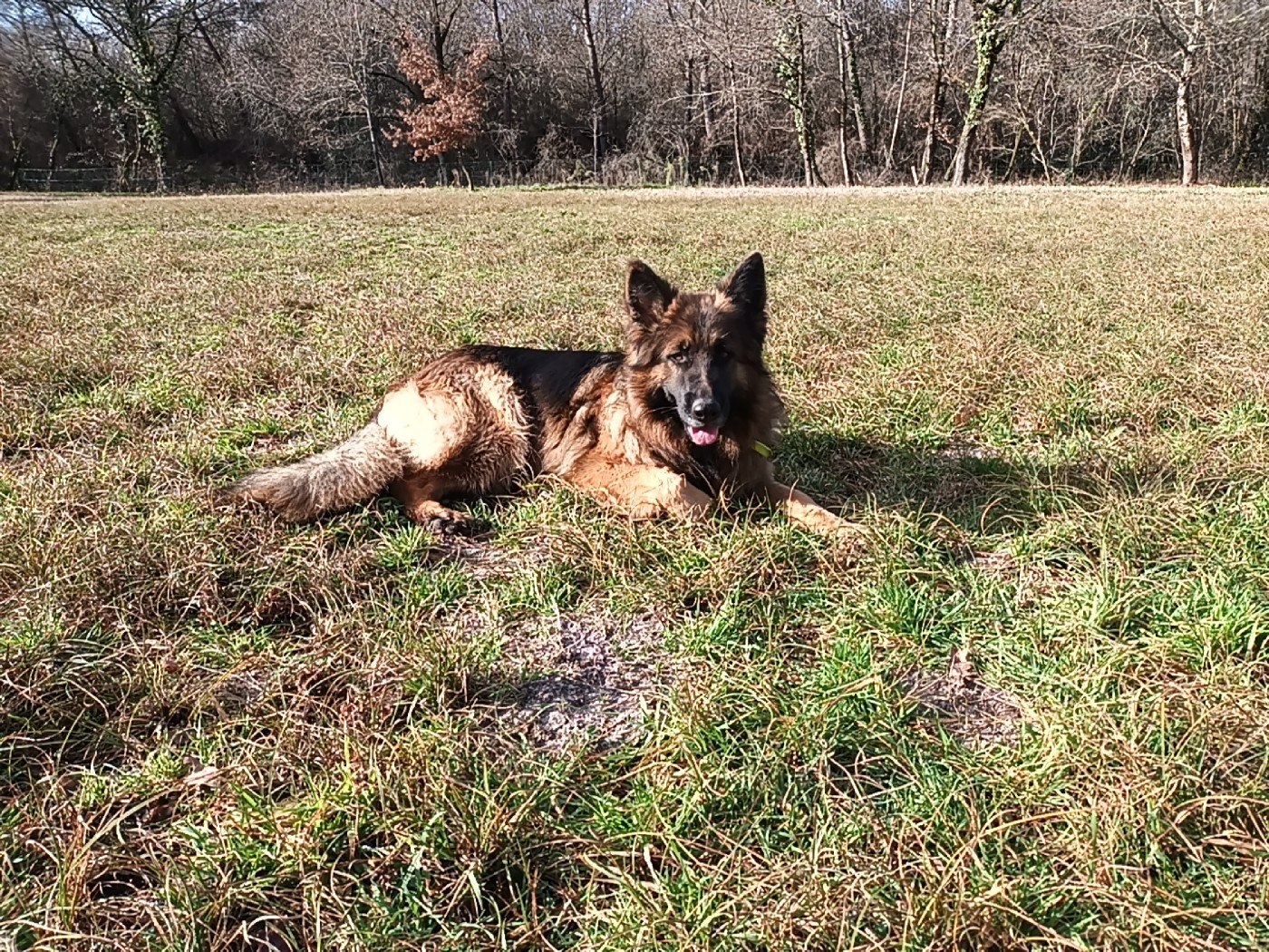 Tess