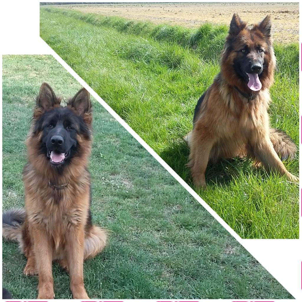 Phara et Shérif