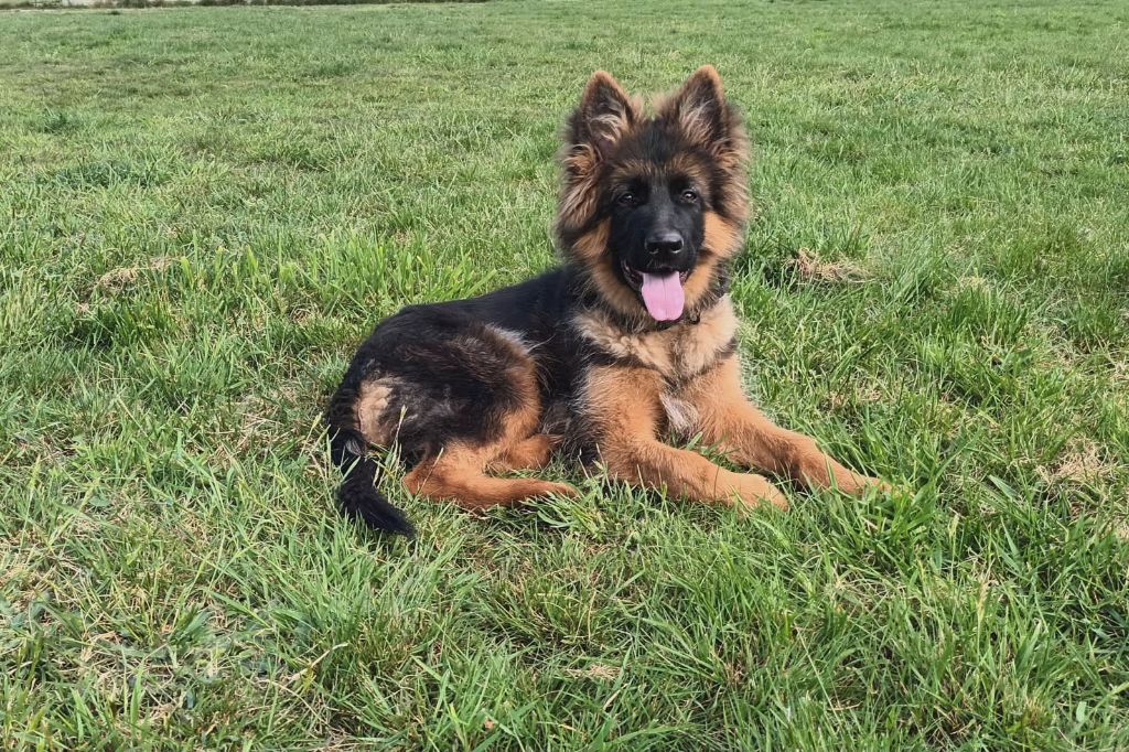 chiot de 6 mois disponible