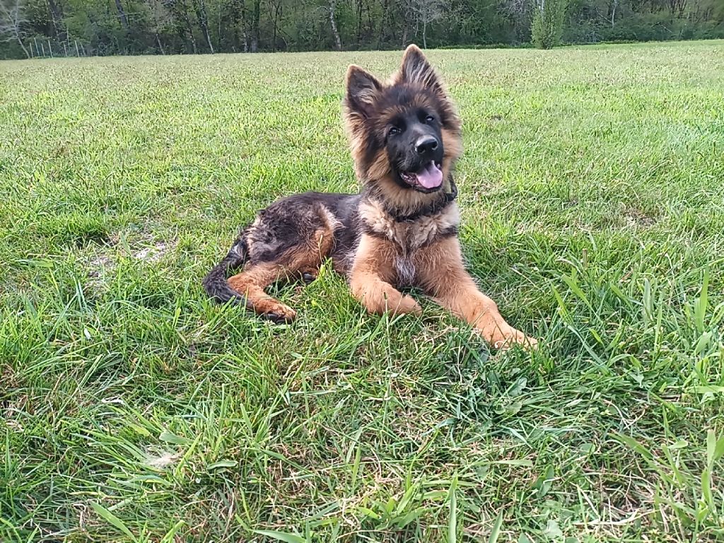 De L'Airial De Chênes - Chiots disponibles - Berger Allemand Poil Long