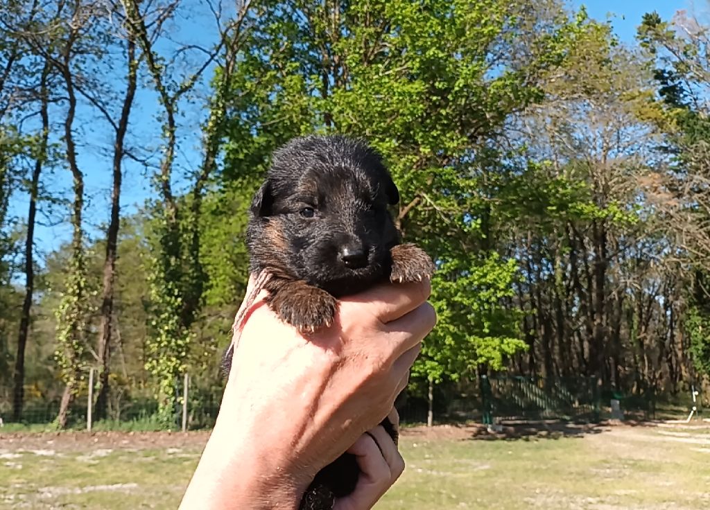 De L'Airial De Chênes - Chiots disponibles - Berger Allemand Poil Long