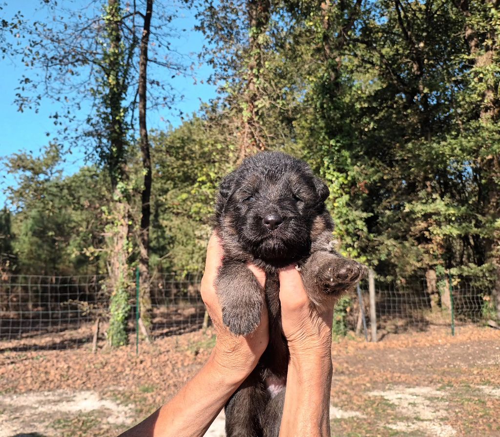 De L'Airial De Chênes - Chiots disponibles - Berger Allemand