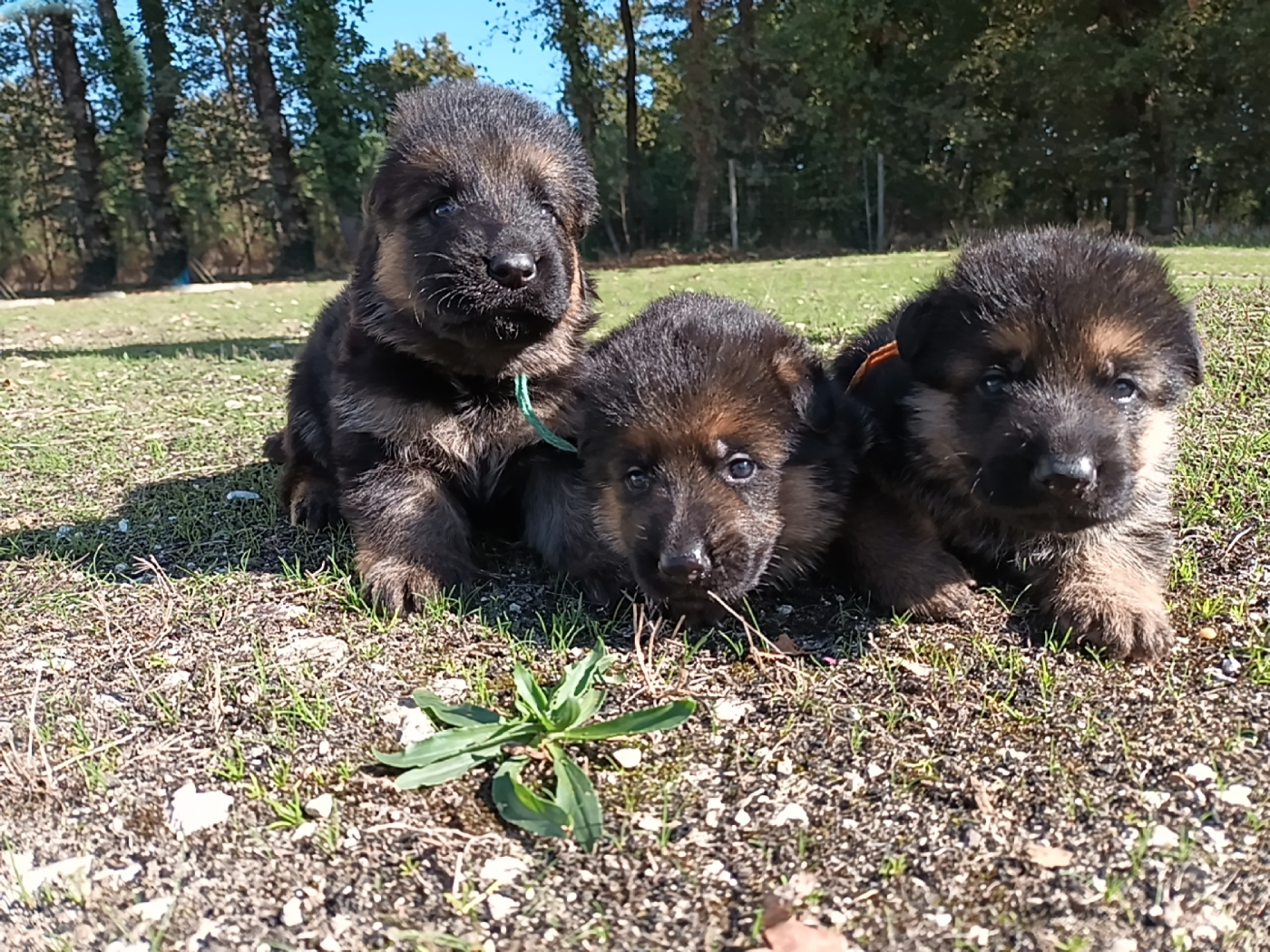 De L'Airial De Chênes - Berger Allemand - Portée née le 28/08/2025