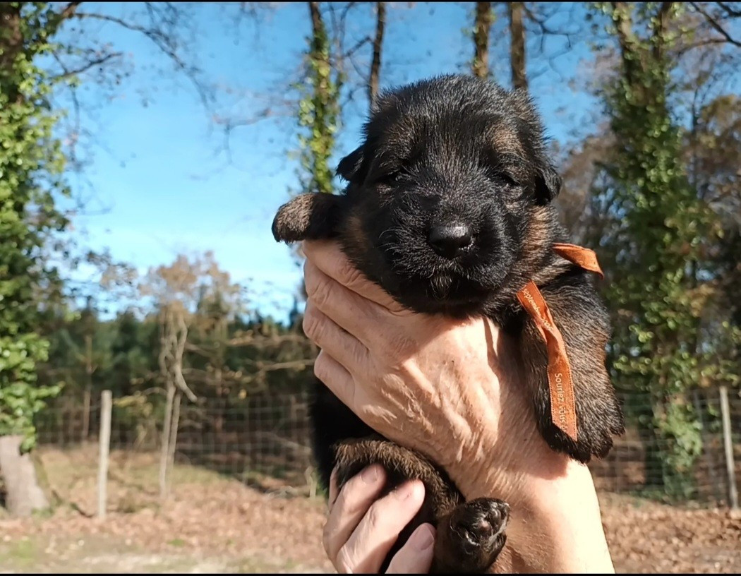 De L'Airial De Chênes - Chiots disponibles - Berger Allemand Poil Long