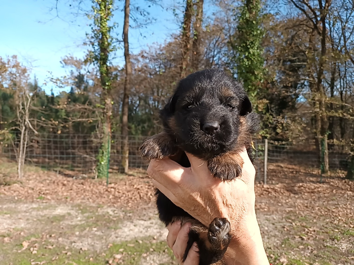 De L'Airial De Chênes - Chiots disponibles - Berger Allemand Poil Long