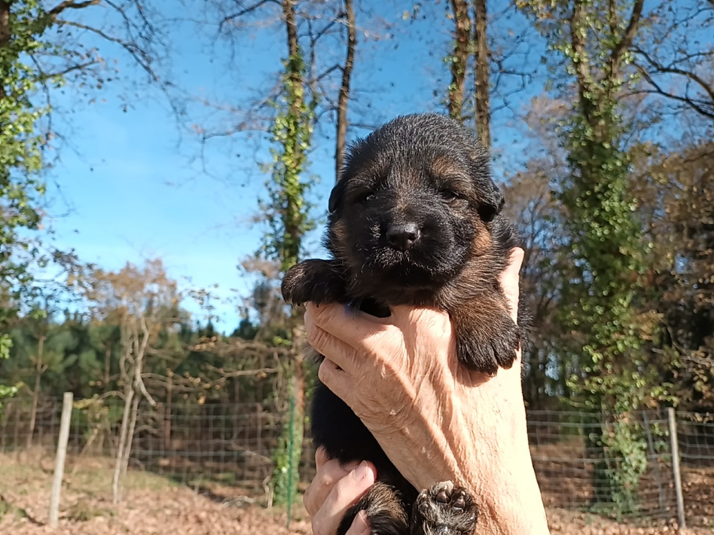 De L'Airial De Chênes - Chiots disponibles - Berger Allemand Poil Long