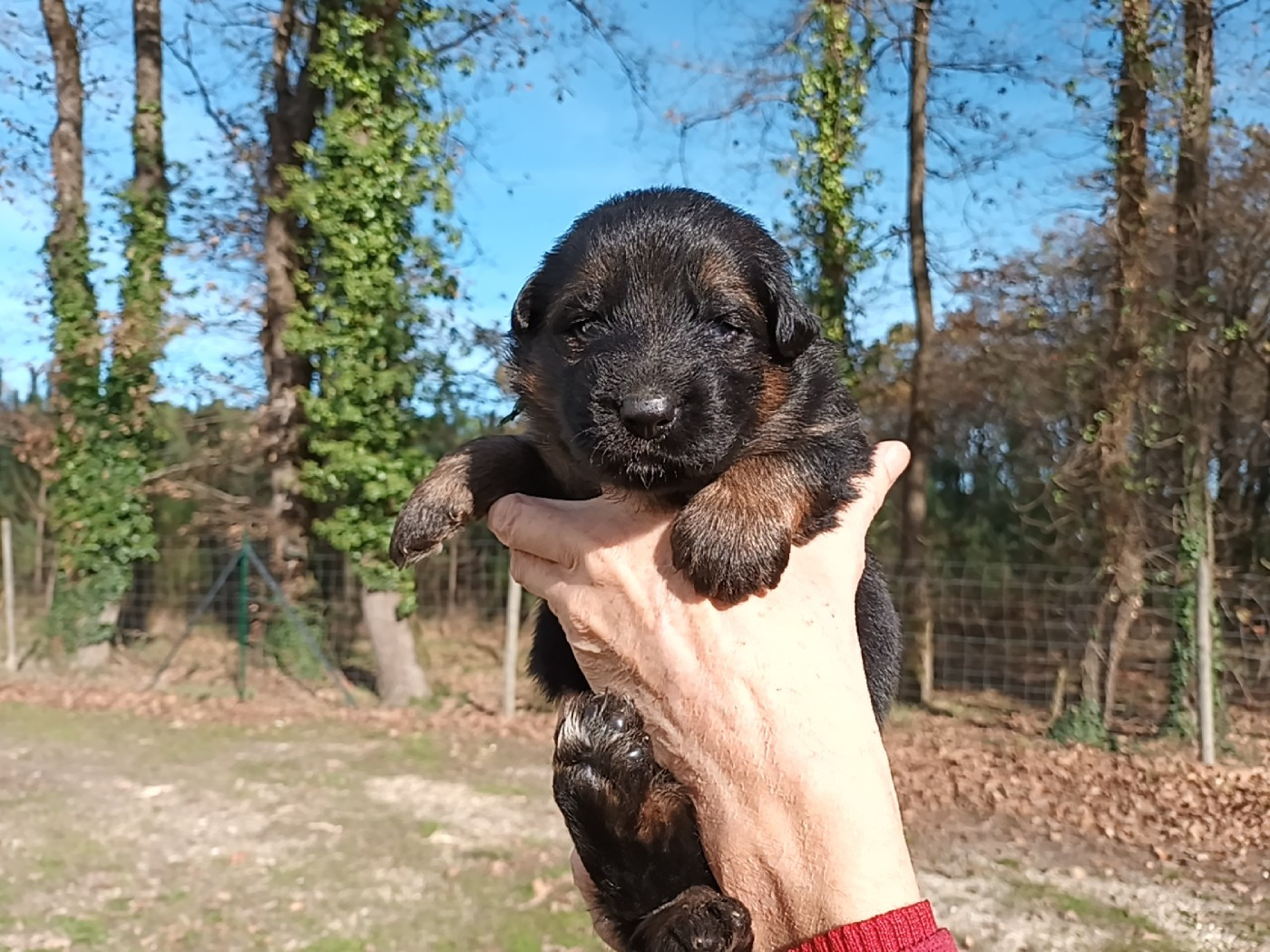 De L'Airial De Chênes - Chiots disponibles - Berger Allemand Poil Long
