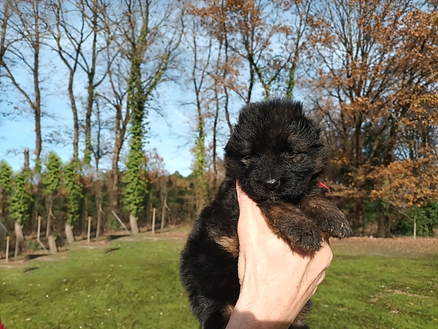 De L'Airial De Chênes - Chiots disponibles - Berger Allemand Poil Long