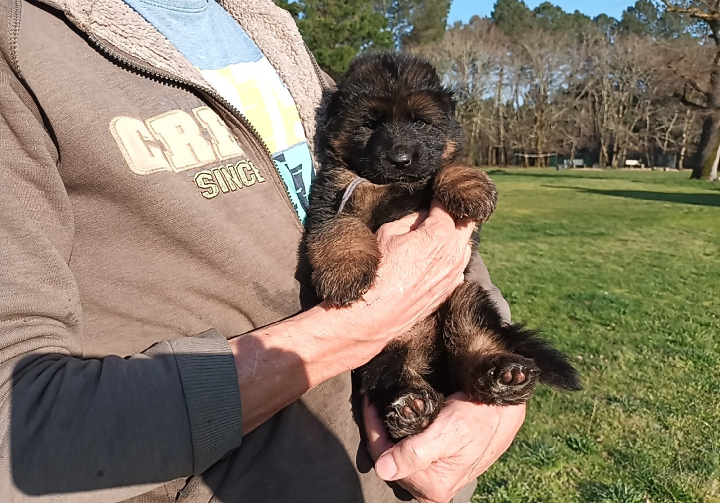 De L'Airial De Chênes - Chiots disponibles - Berger Allemand Poil Long