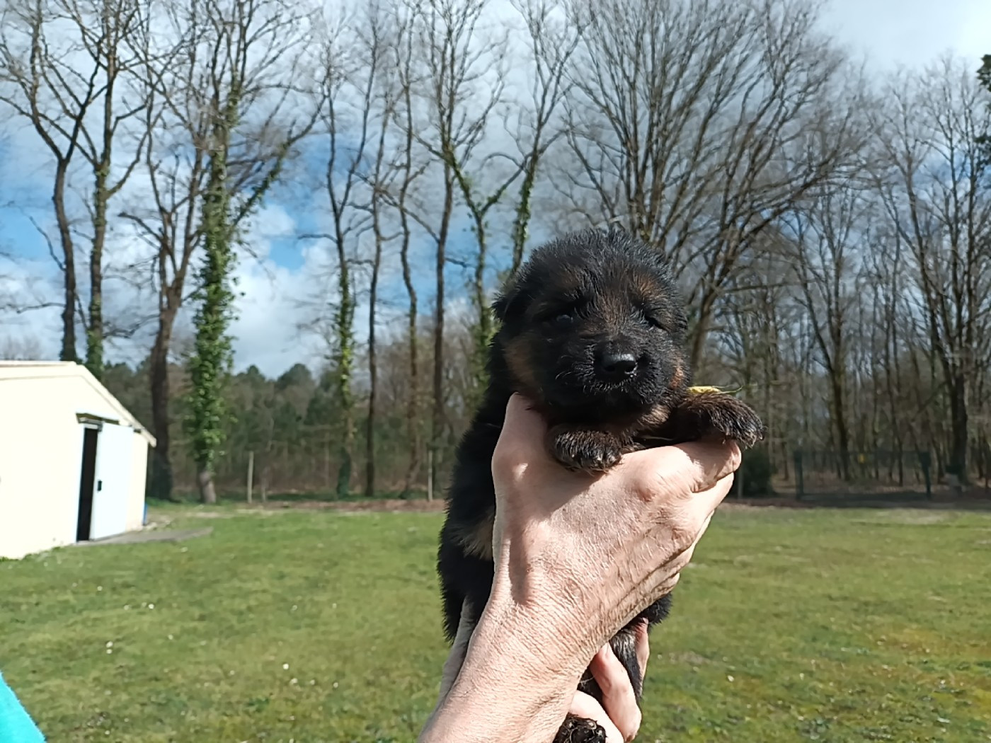 De L'Airial De Chênes - Chiots disponibles - Berger Allemand Poil Long