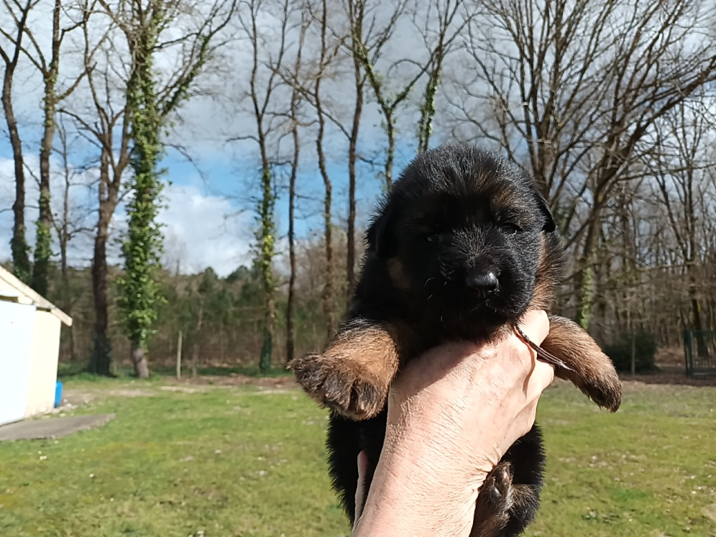De L'Airial De Chênes - Chiots disponibles - Berger Allemand Poil Long