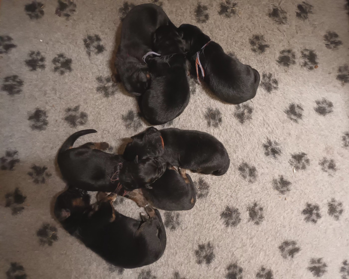 De L'Airial De Chênes - Berger Allemand Poil Long - Portée née le 16/02/2026