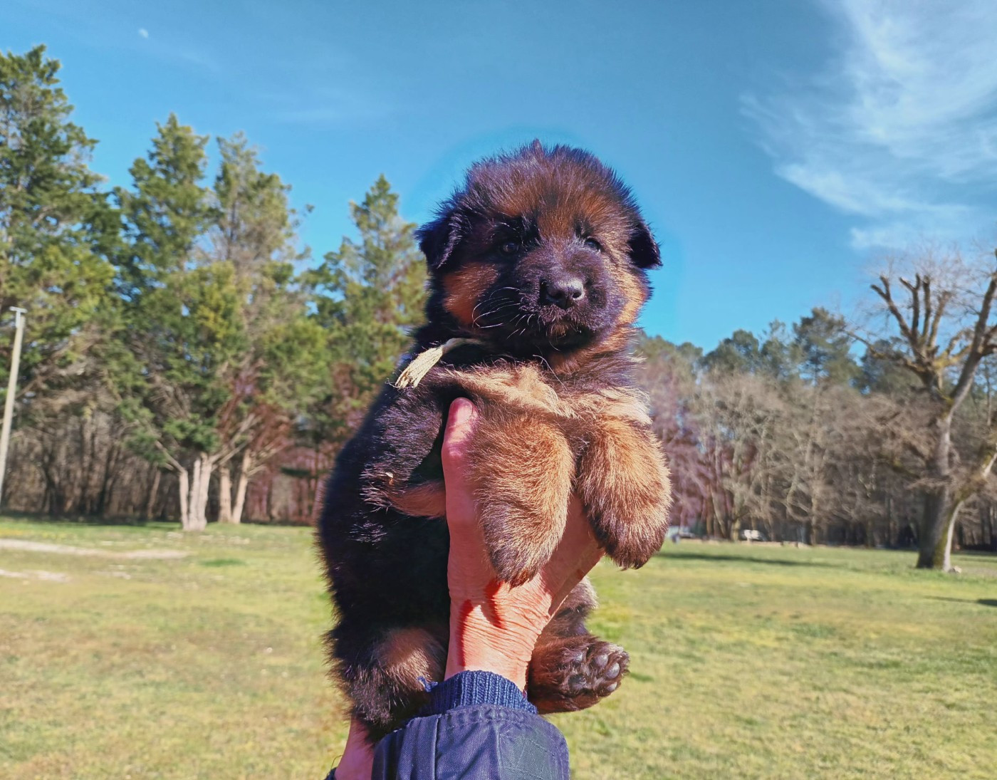 De L'Airial De Chênes - Chiots disponibles - Berger Allemand Poil Long