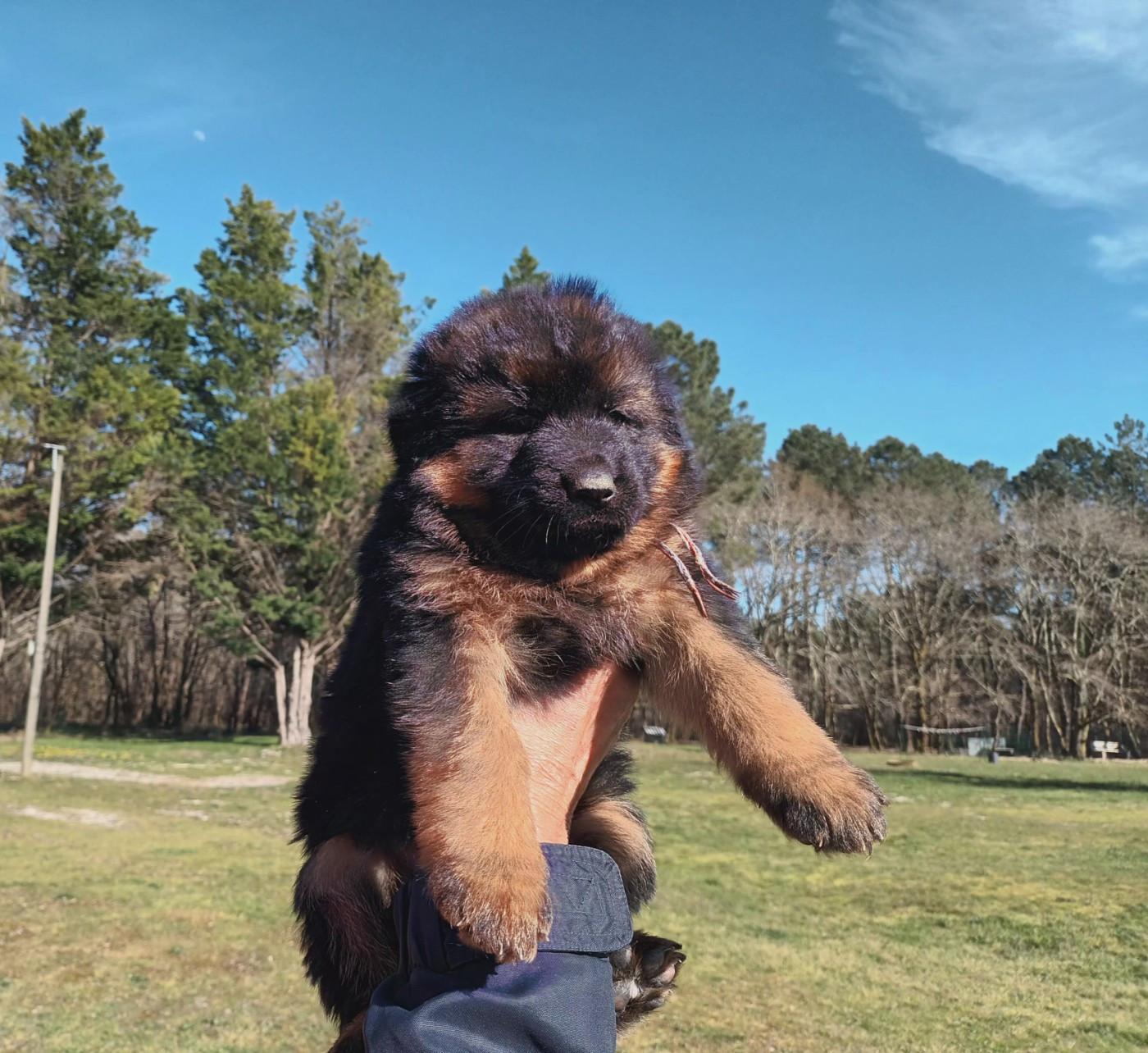 De L'Airial De Chênes - Chiots disponibles - Berger Allemand Poil Long