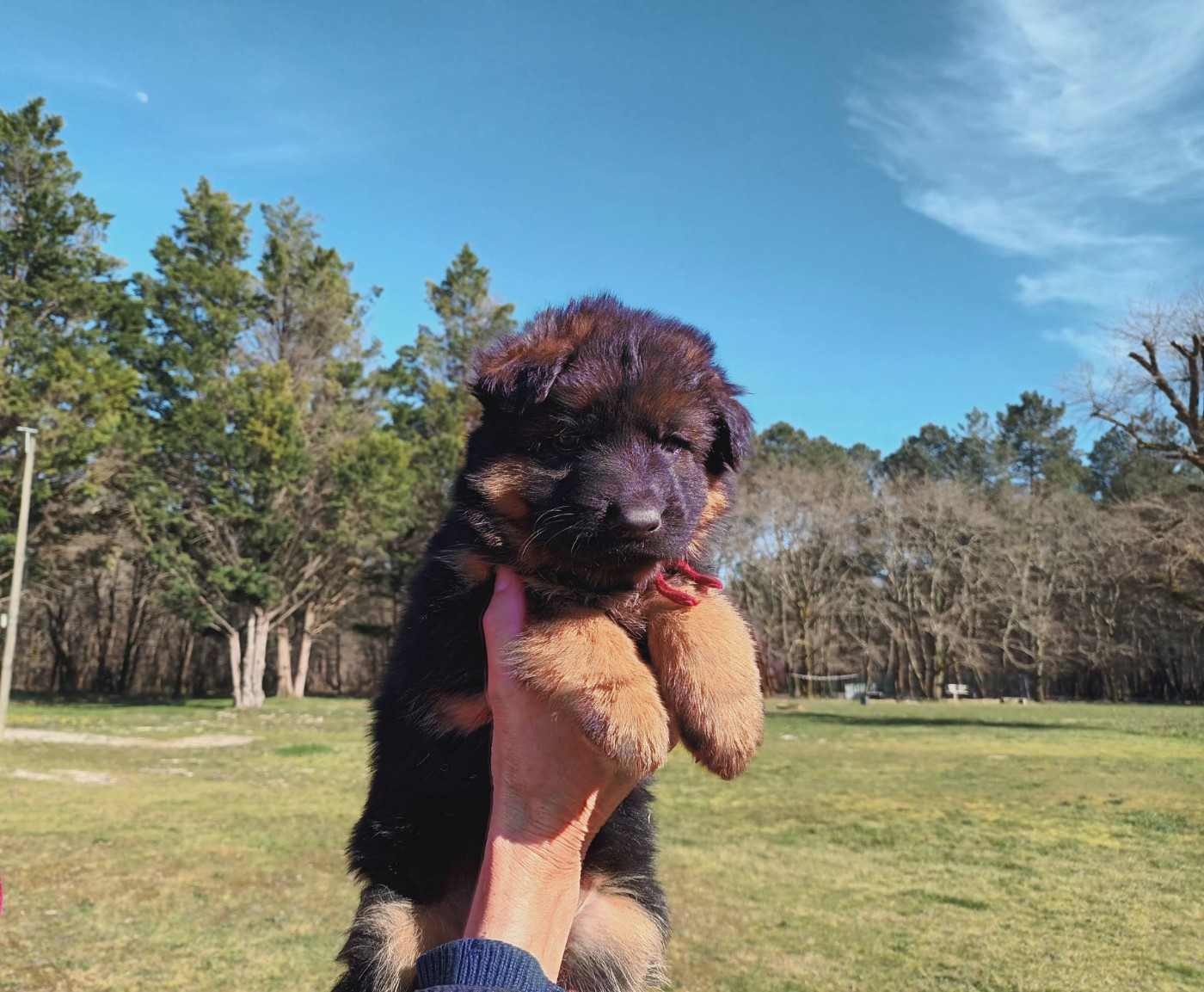 De L'Airial De Chênes - Chiots disponibles - Berger Allemand Poil Long