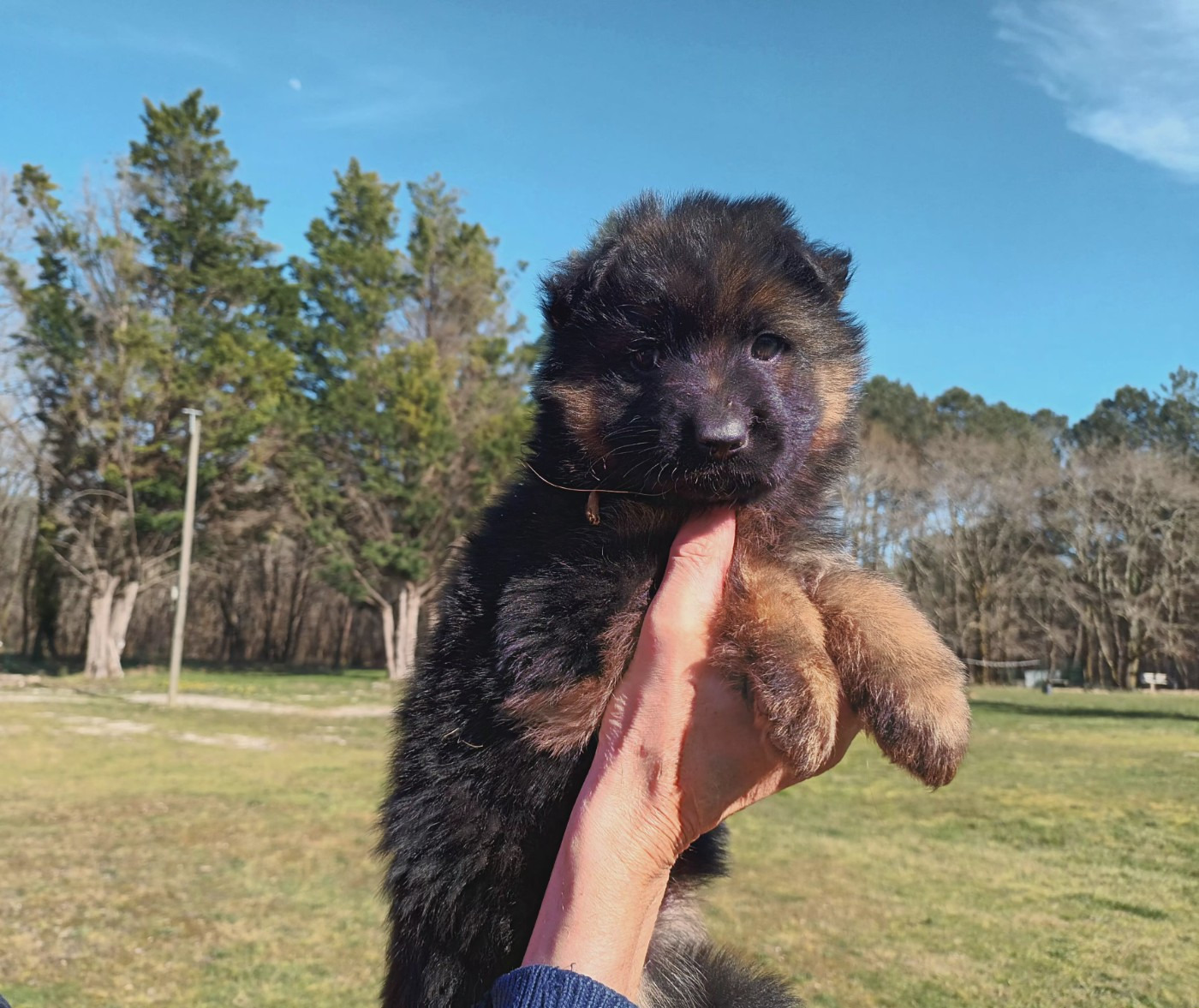 De L'Airial De Chênes - Chiots disponibles - Berger Allemand Poil Long