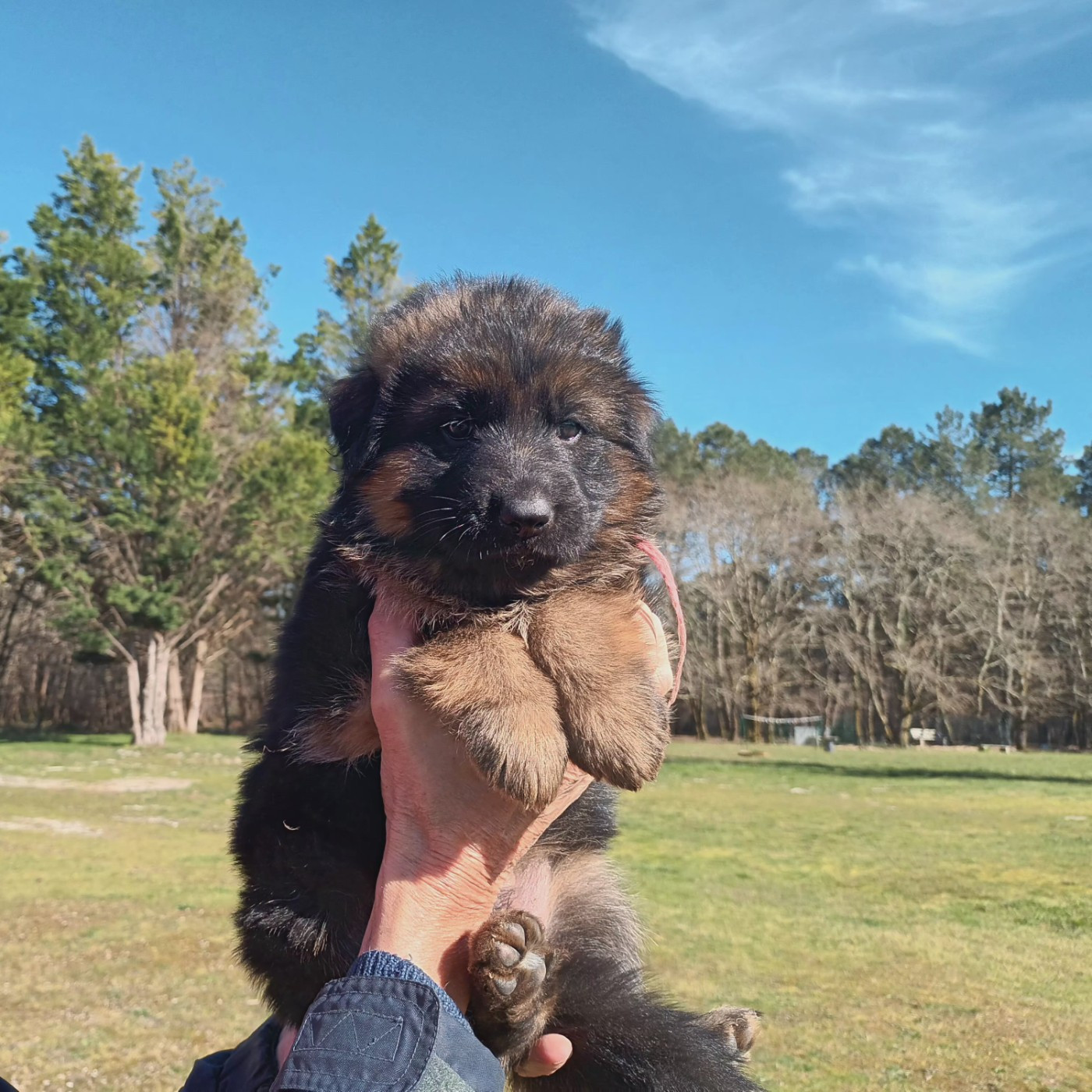 De L'Airial De Chênes - Chiots disponibles - Berger Allemand Poil Long