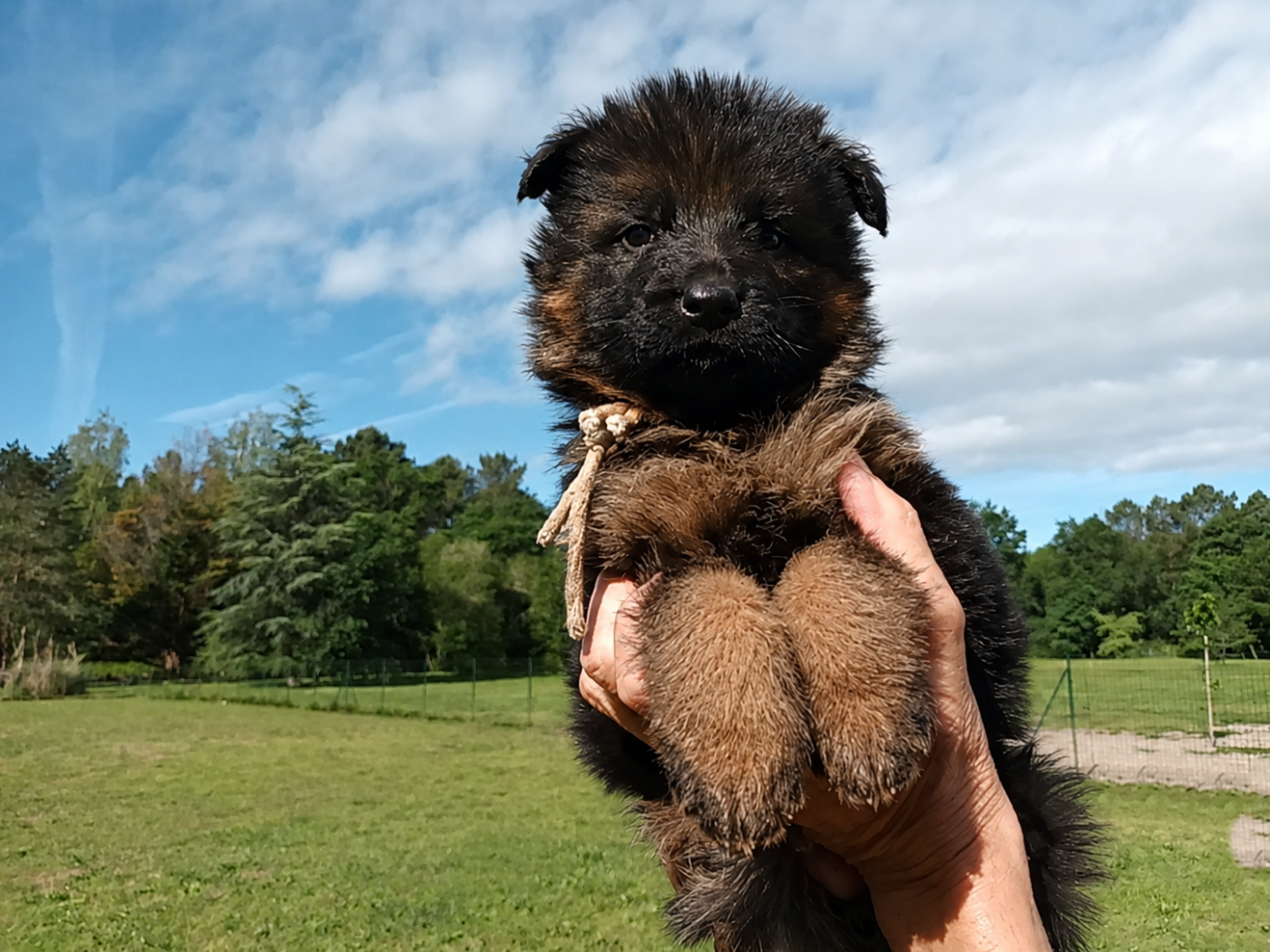 De L'Airial De Chênes - Chiots disponibles - Berger Allemand Poil Long