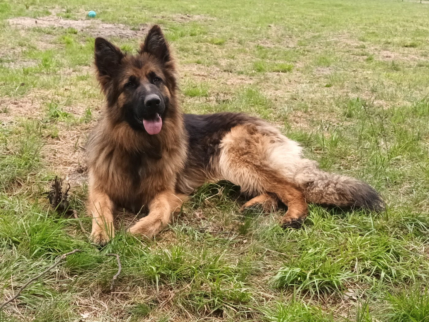 Chiot Berger Allemand Poil Long De L'Airial De Chênes