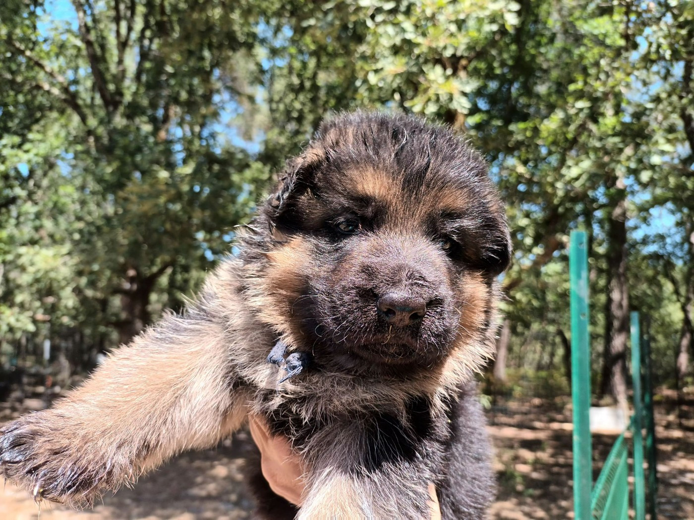 De L'Airial De Chênes - Chiots disponibles - Berger Allemand