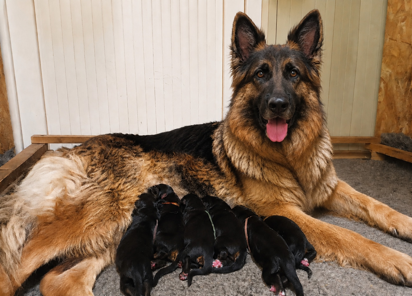 Chiot Berger Allemand Poil Long De L'Airial De Chênes