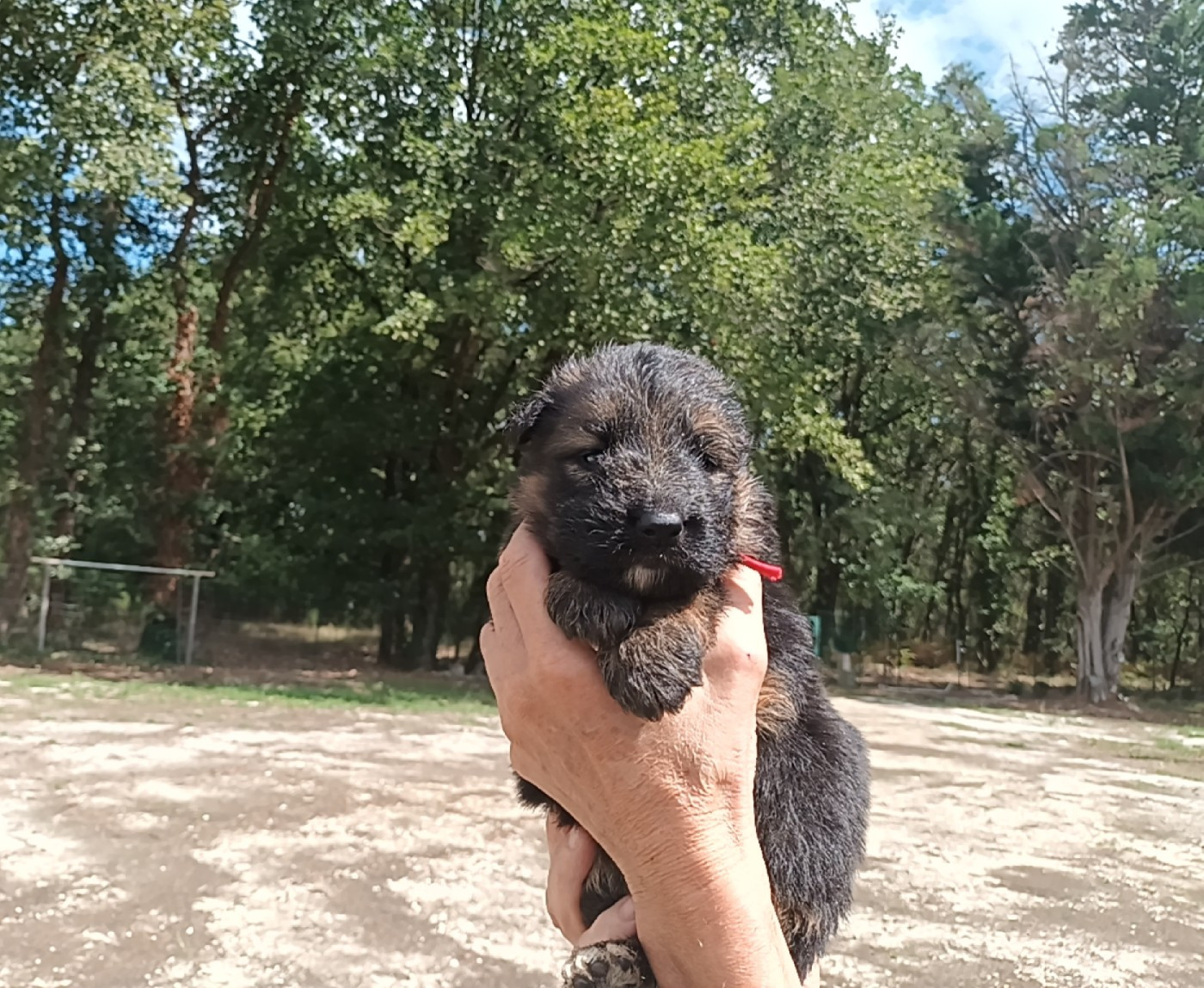 De L'Airial De Chênes - Chiots disponibles - Berger Allemand Poil Long