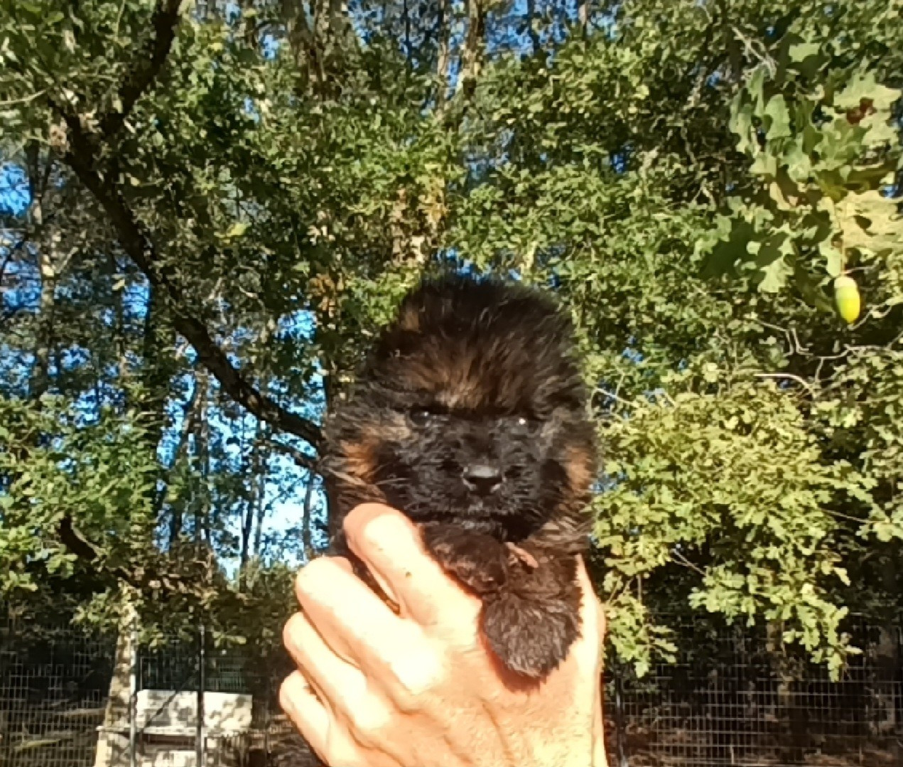 Chiot N°5