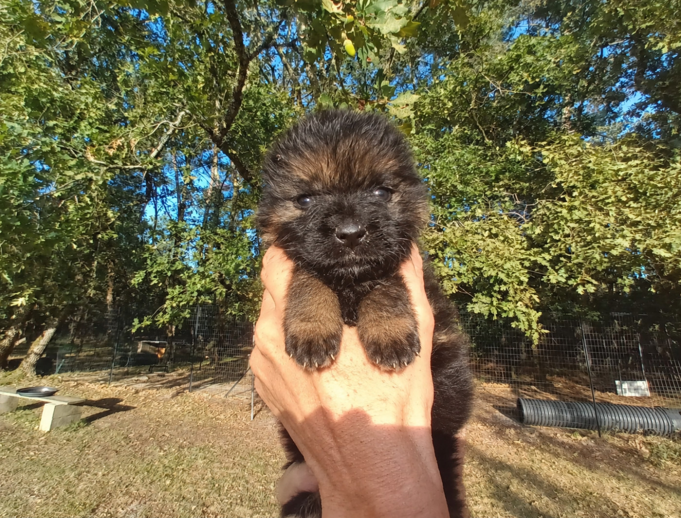 De L'Airial De Chênes - Chiots disponibles - Berger Allemand Poil Long