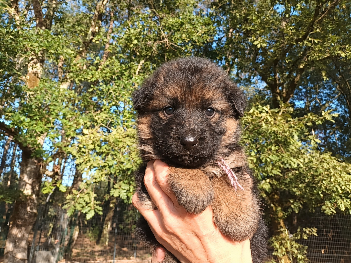 De L'Airial De Chênes - Chiots disponibles - Berger Allemand Poil Long