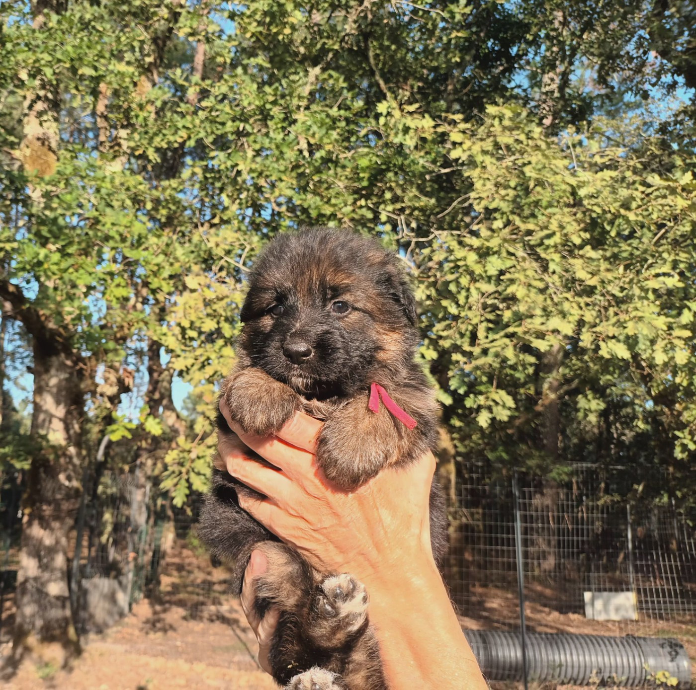 De L'Airial De Chênes - Chiots disponibles - Berger Allemand Poil Long