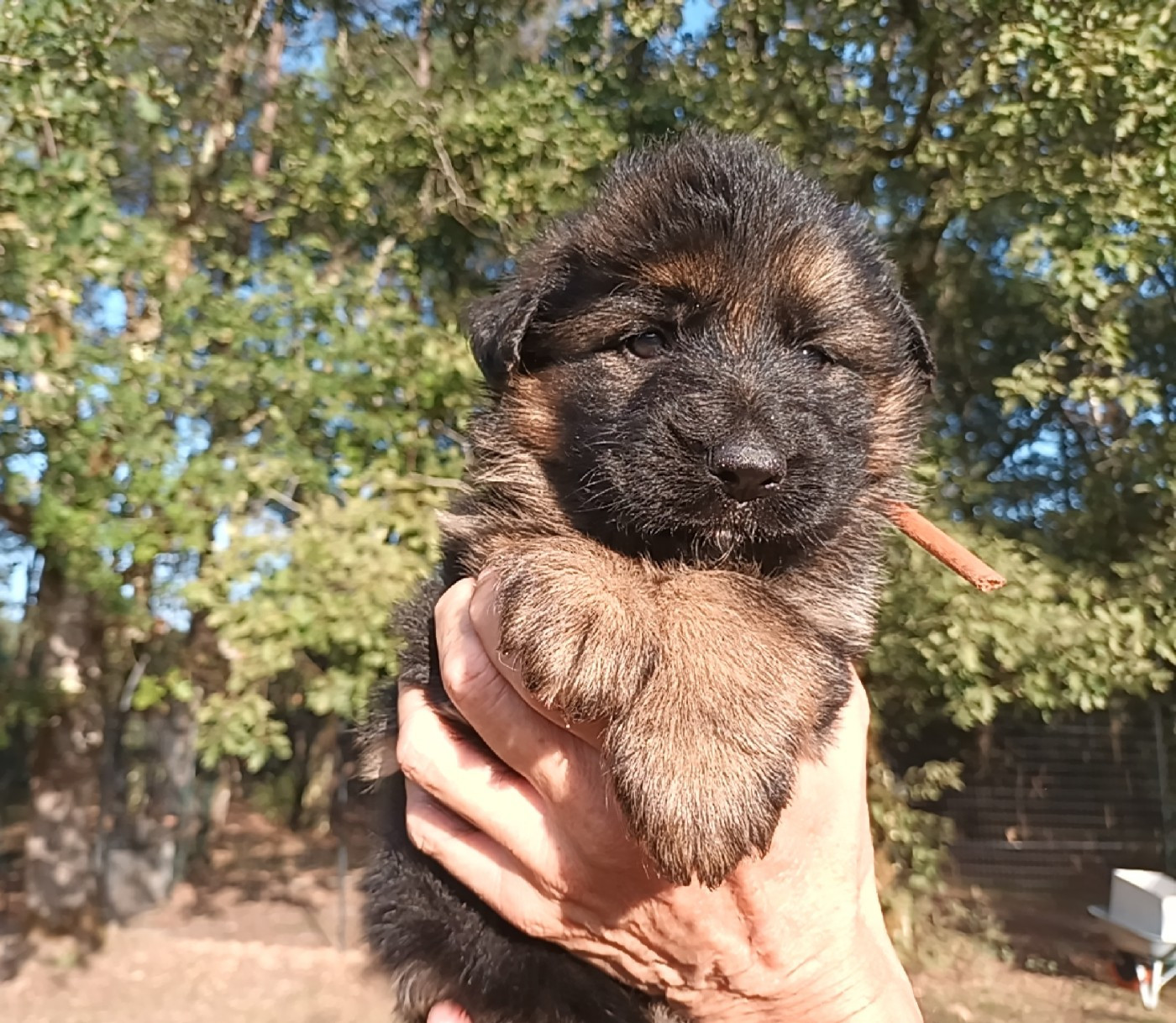 De L'Airial De Chênes - Chiots disponibles - Berger Allemand Poil Long