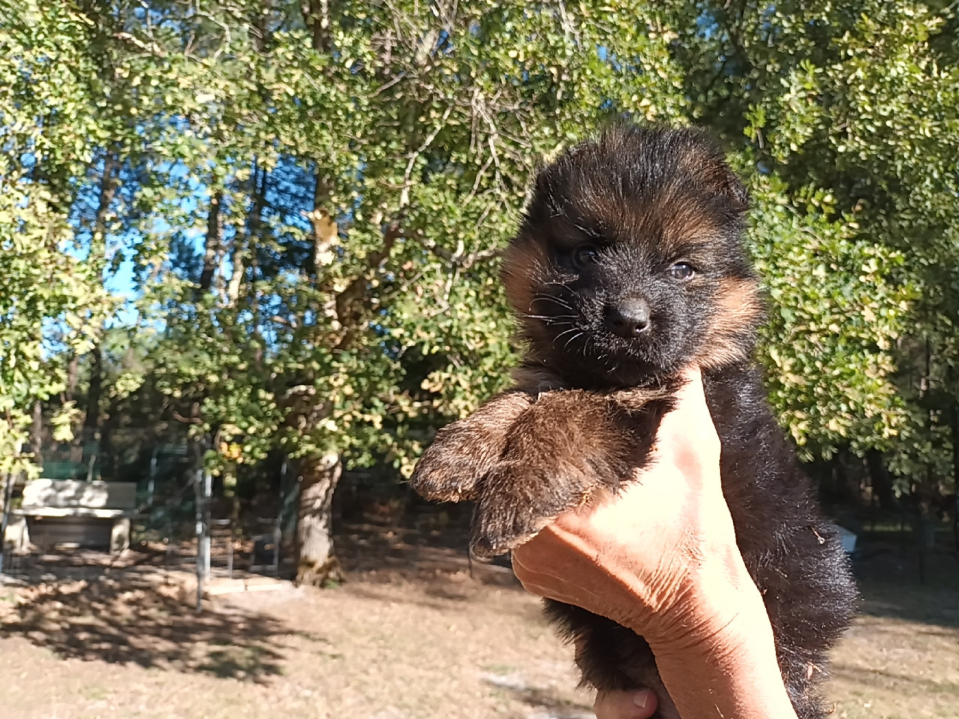 De L'Airial De Chênes - Chiots disponibles - Berger Allemand Poil Long