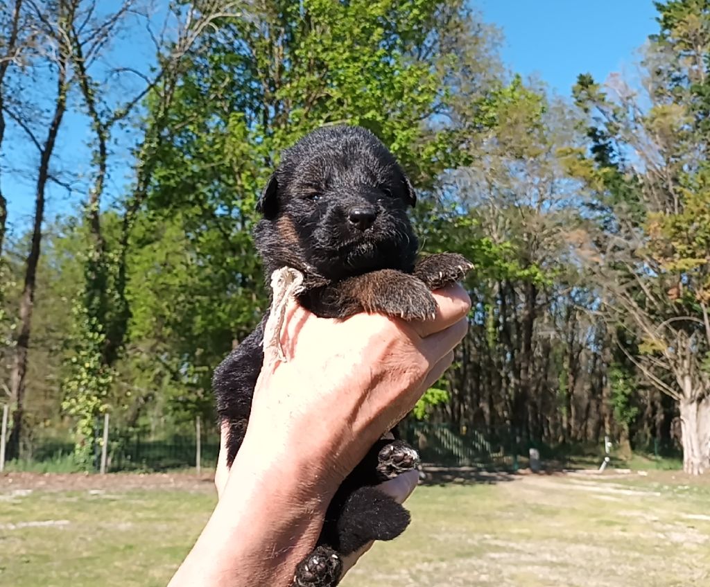 De L'Airial De Chênes - Chiots disponibles - Berger Allemand Poil Long