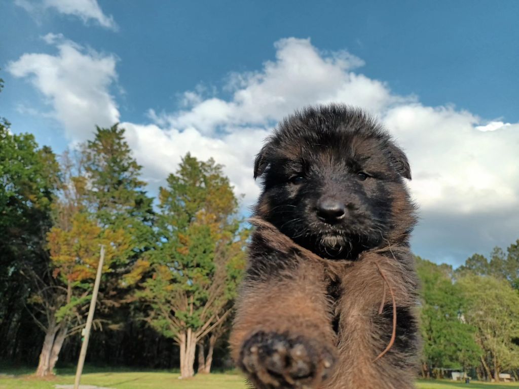De L'Airial De Chênes - Chiots disponibles - Berger Allemand Poil Long