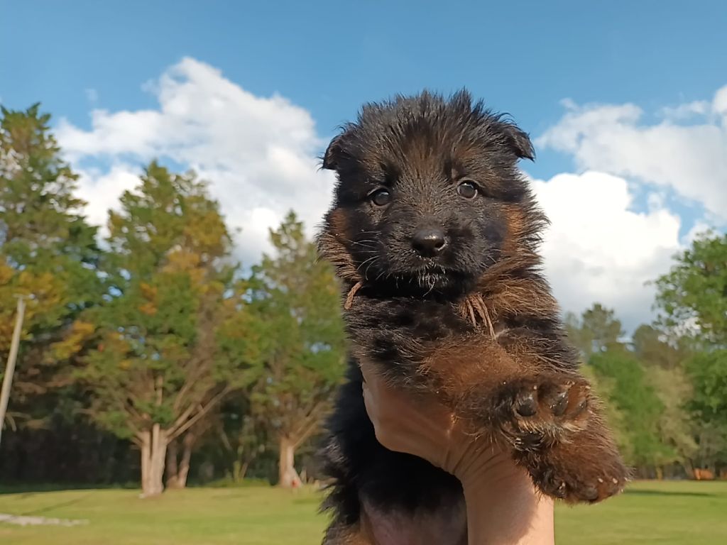 De L'Airial De Chênes - Chiots disponibles - Berger Allemand Poil Long