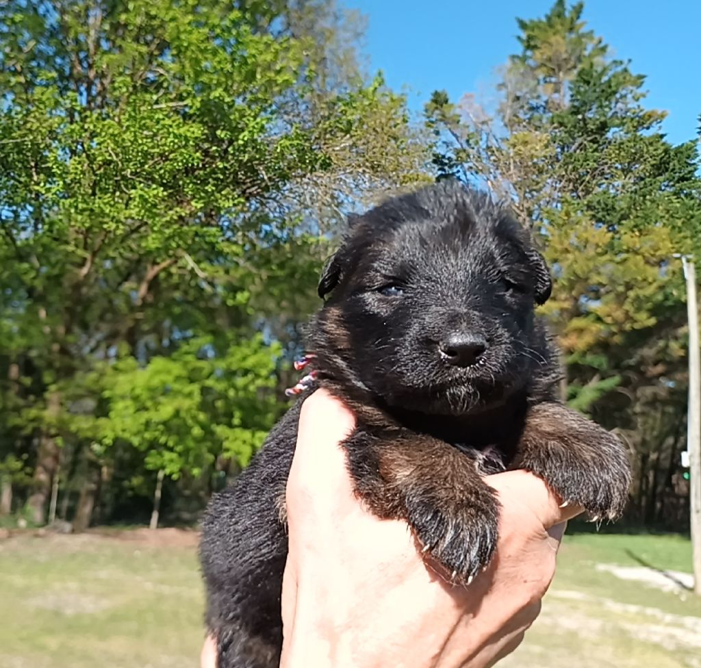 De L'Airial De Chênes - Chiots disponibles - Berger Allemand Poil Long